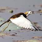 Jacana à longue queue