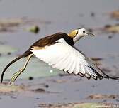 Jacana à longue queue