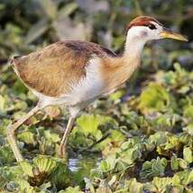 Jacana bronzé