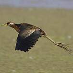 Jacana bronzé