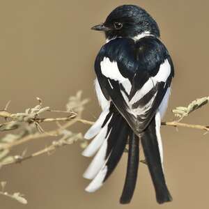 Minivet à ventre blanc