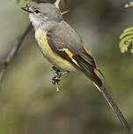 Minivet oranor