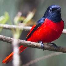 Minivet rouge