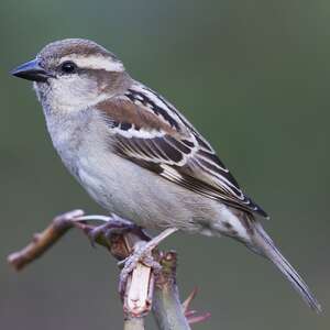 Moineau rutilant