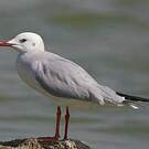 Mouette du Tibet