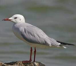 Mouette du Tibet