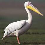 Pélican blanc