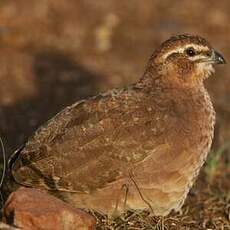 Perdicule argoondah