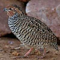 Perdicule argoondah