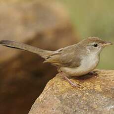 Prinia à front roux