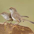 Prinia à front roux