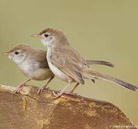 Prinia à front roux