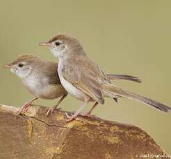 Prinia à front roux