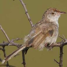 Prinia à front roux