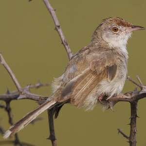 Prinia à front roux