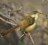 Prinia cendrée