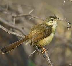 Prinia cendrée