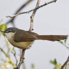 Prinia cendrée