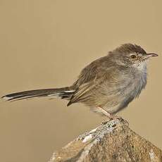 Prinia forestière