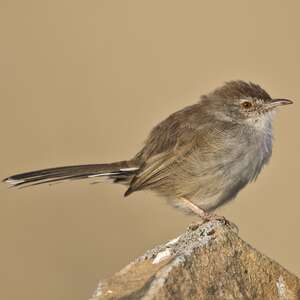 Prinia forestière