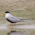 Black-bellied Tern