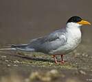 River Tern