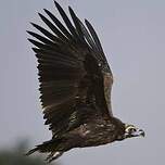 Vautour moine
