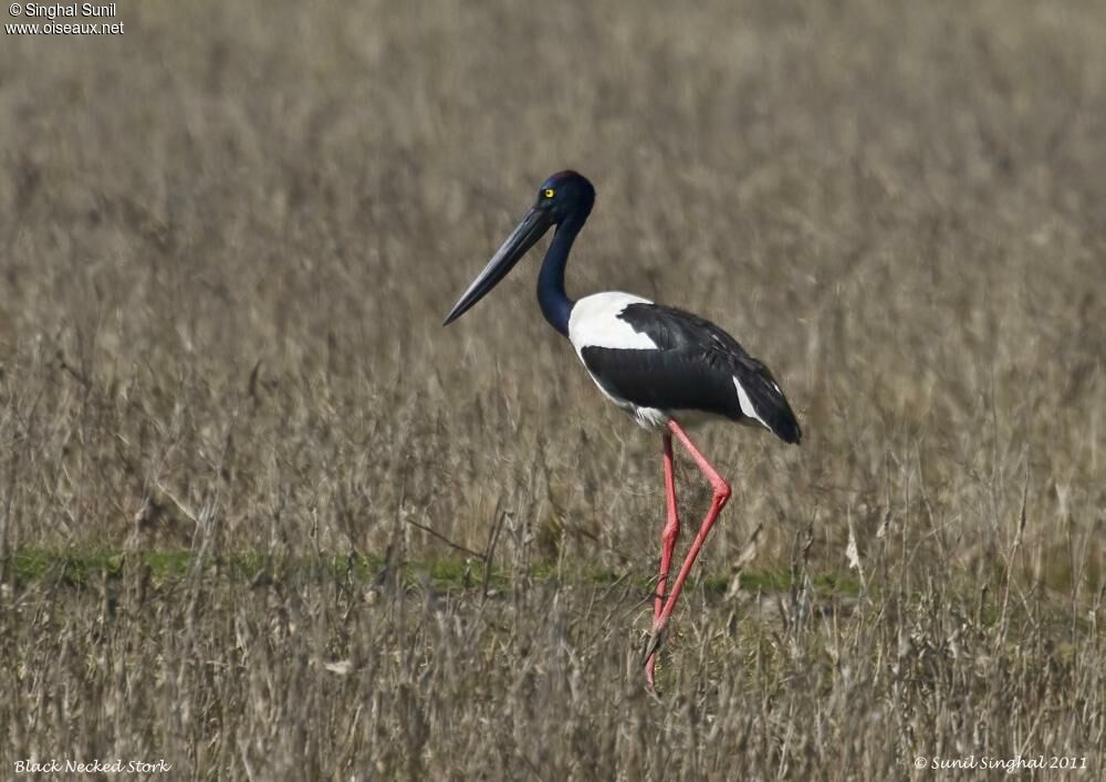 Jabiru d'Asieadulte, identification