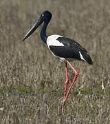 Black-necked Stork