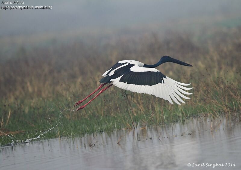 Black-necked Stork male adult, identification, Flight, Behaviour