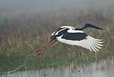 Jabiru d'Asie