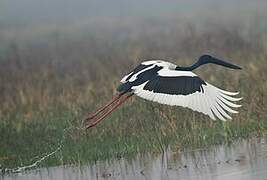 Black-necked Stork