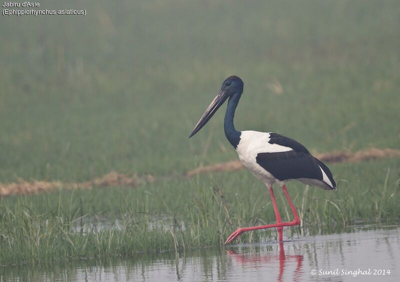 Black-necked Stork male adult, identification