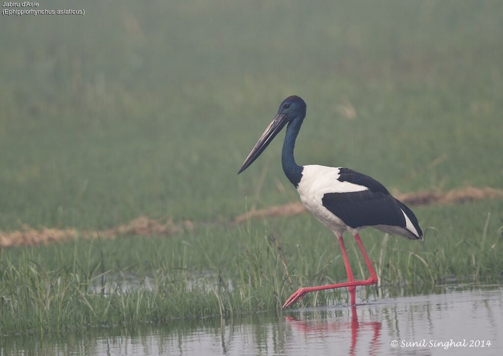 Jabiru d'Asie mâle adulte, identification