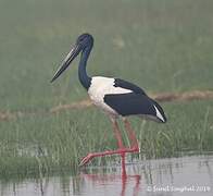 Black-necked Stork