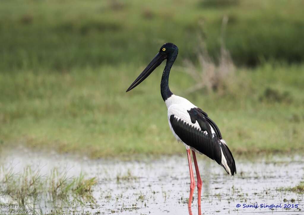 Black-necked Stork female adult, identification