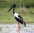 Jabiru d'Asie