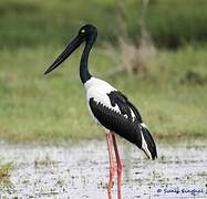 Black-necked Stork