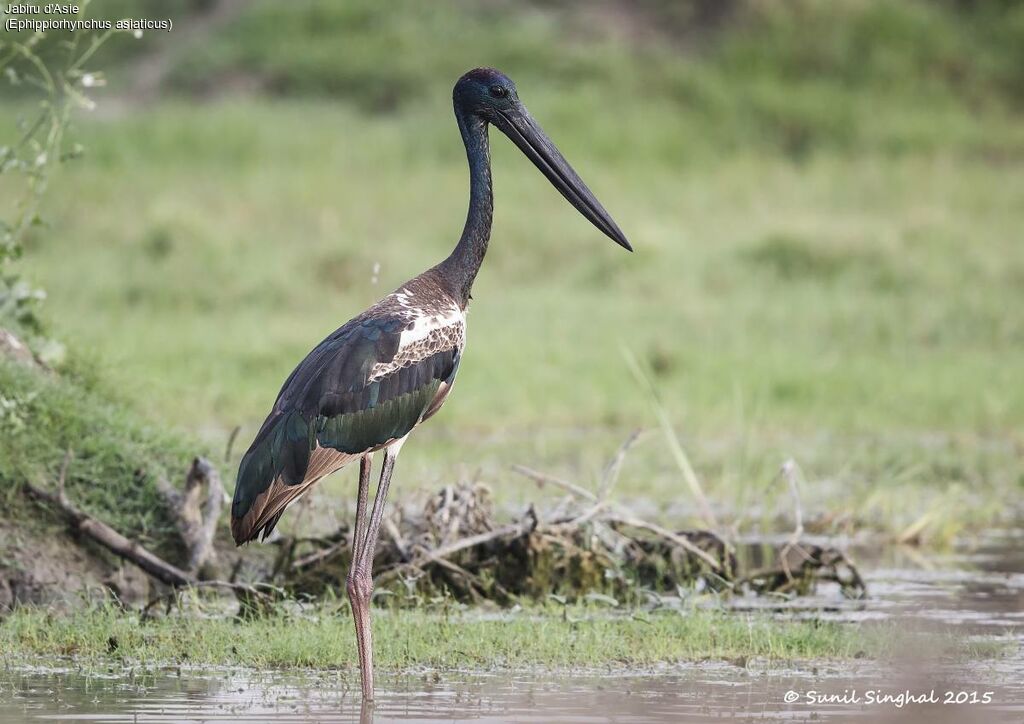 Jabiru d'Asie mâle subadulte, identification