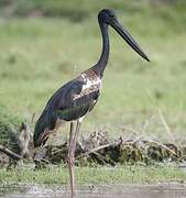 Black-necked Stork