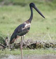 Jabiru d'Asie