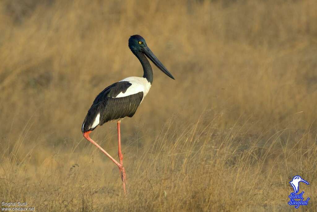 Jabiru d'Asie femelle adulte, Comportement