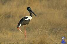 Jabiru d'Asie