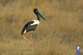 Black-necked Stork