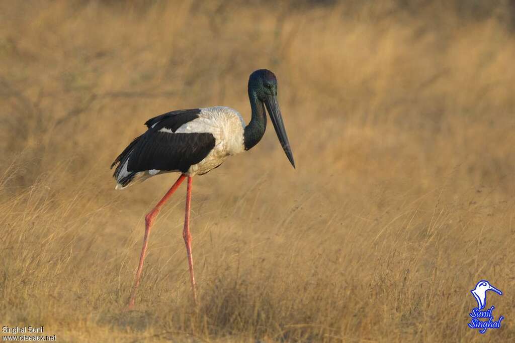 Jabiru d'Asie mâle adulte, identification