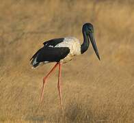 Black-necked Stork