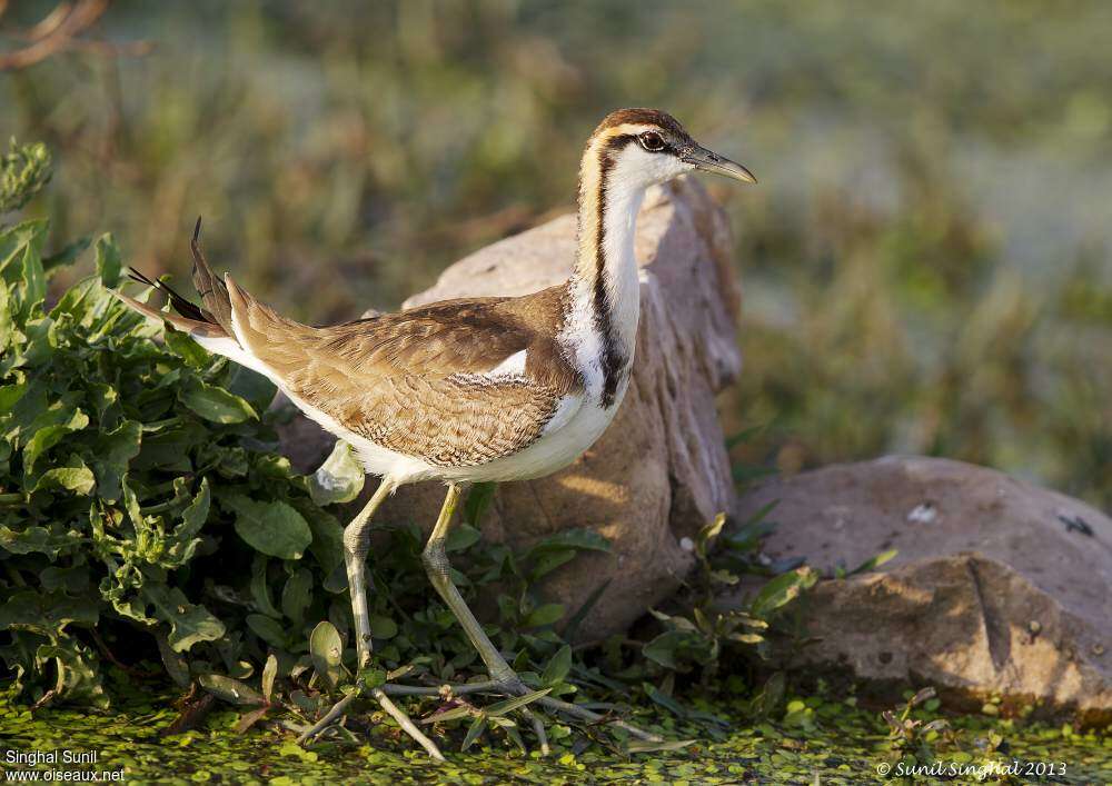 Pheasant-tailed Jacanaadult post breeding, identification