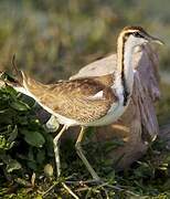 Pheasant-tailed Jacana