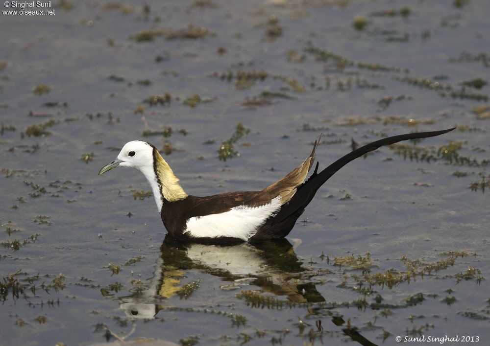 Jacana à longue queueadulte, identification