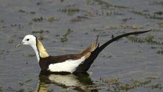 Pheasant-tailed Jacana